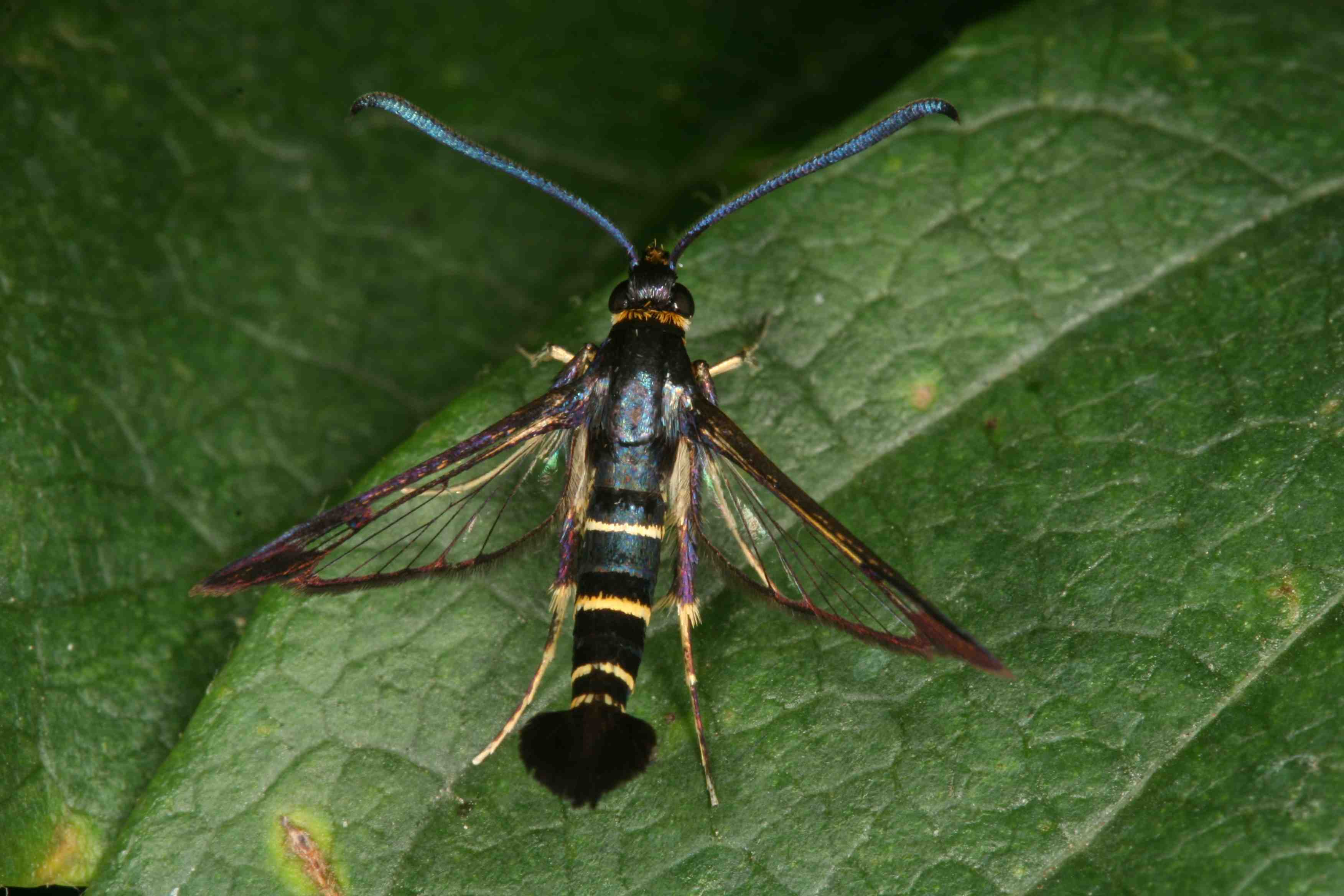 Synanthedon tenuis (Butler)